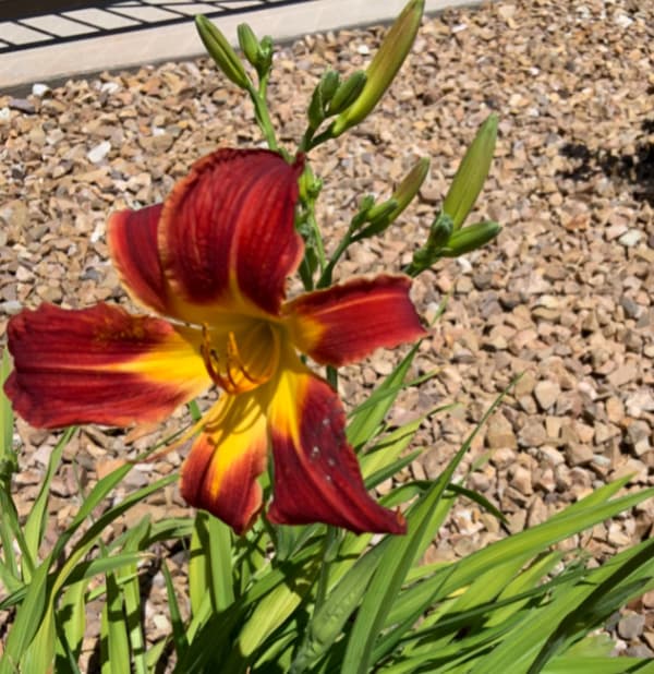 Orange daylily.