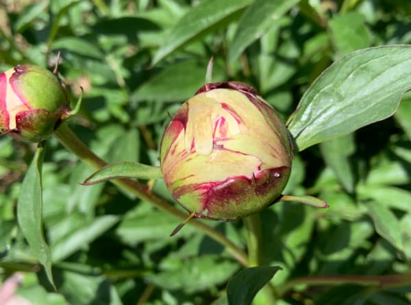 Peony bud.