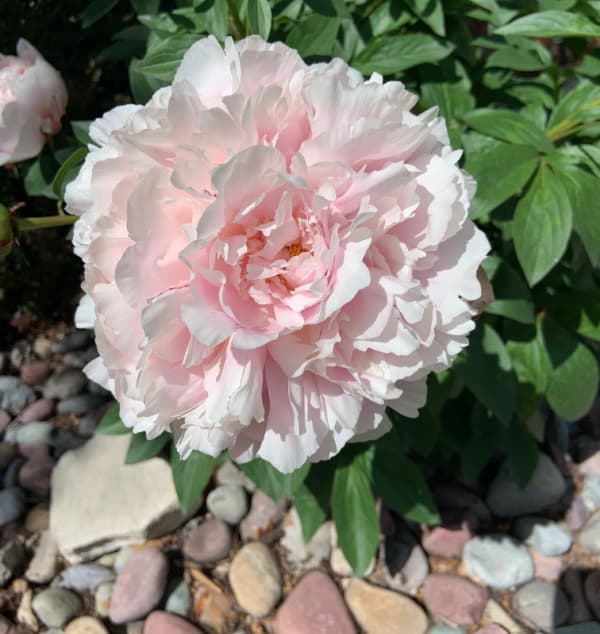 Light pink peony.