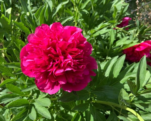 Red peony.