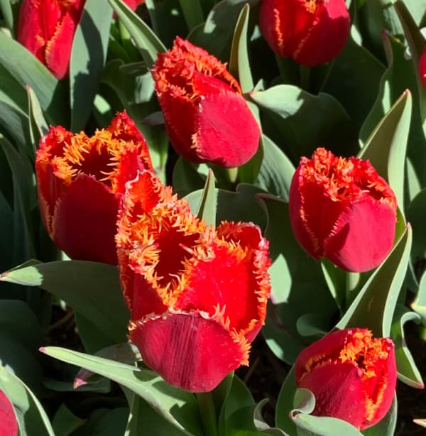 Red tulips.