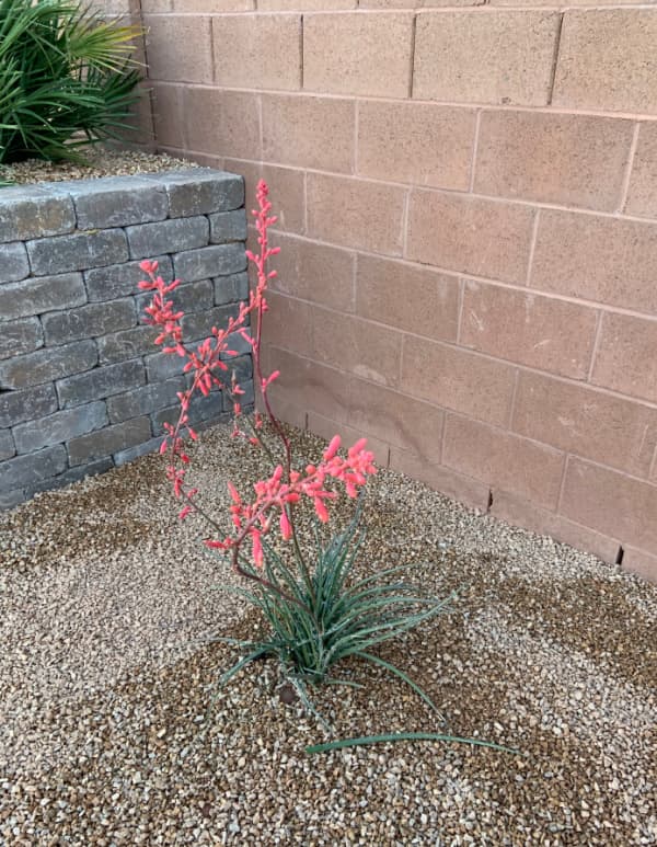 Yucca plant with pink blossoms.