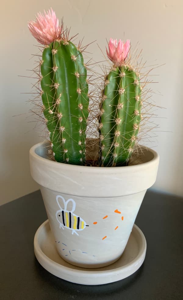 Cactus with pink blooms.