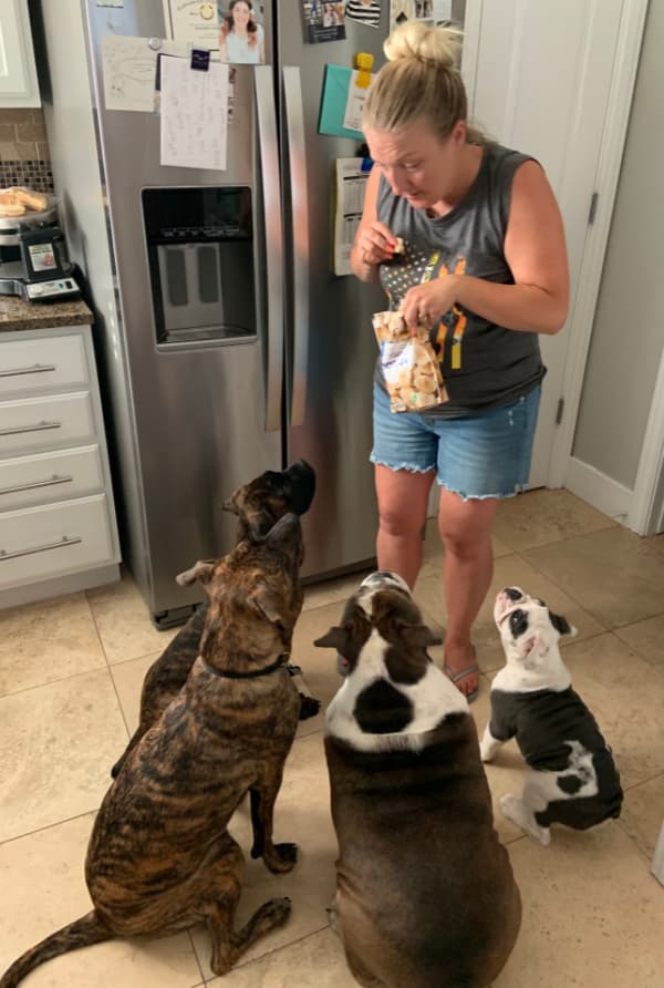 Four dogs sitting around a woman with treats.