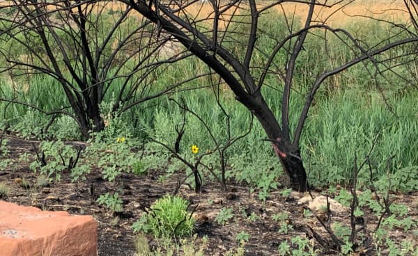 Yellow flowers in front of black charred trees.