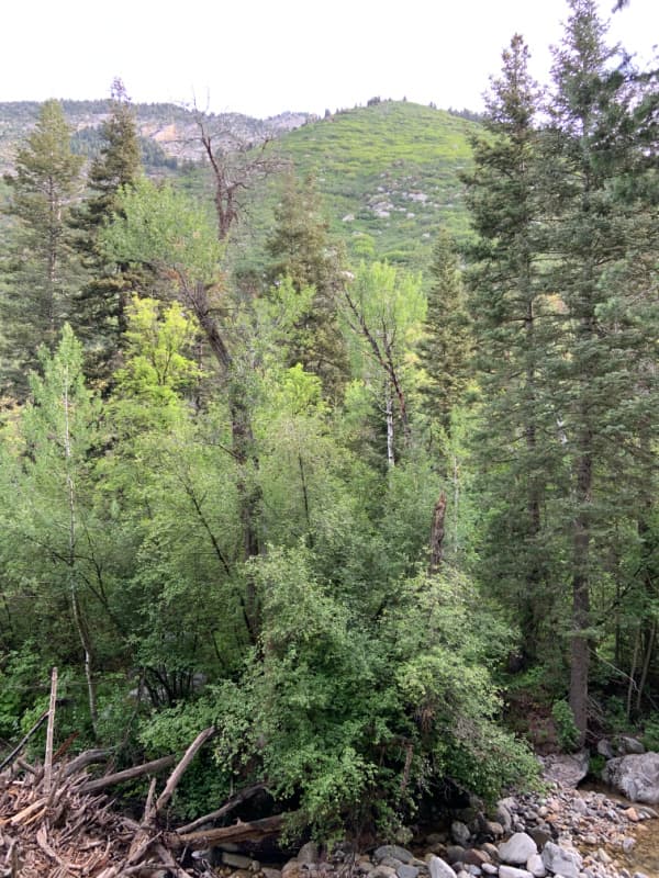 Trees on the Little Cottonwood Trail in Utah.