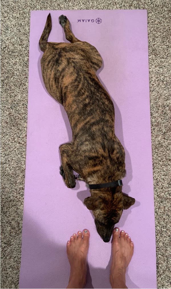A dog on a yoga mat.