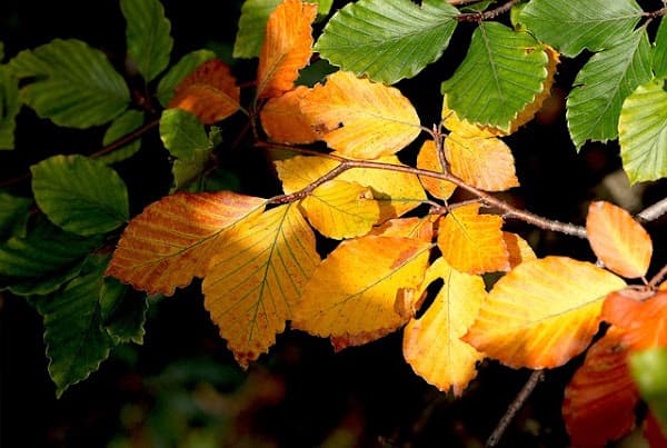 Fall leaves.