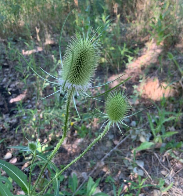 Plants on the Little Confluence Trail.