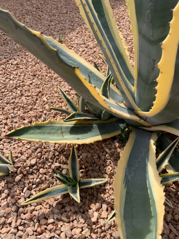 Agave plant with pups.