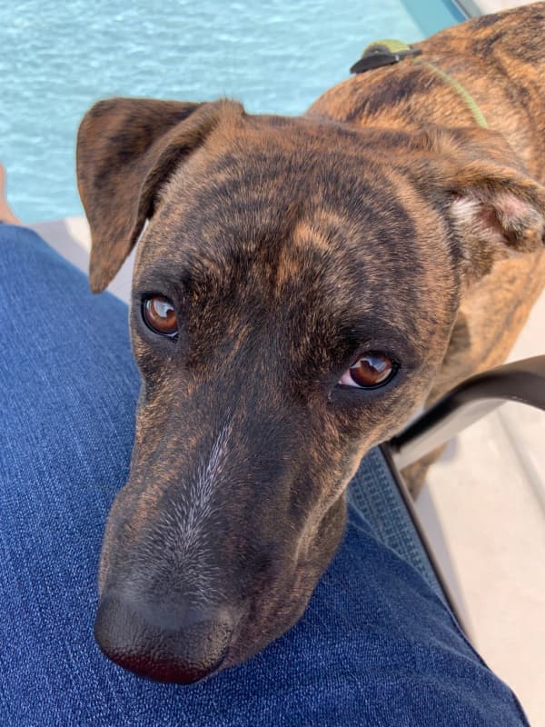 A brindle-coated dog lying his head on his person's lap.