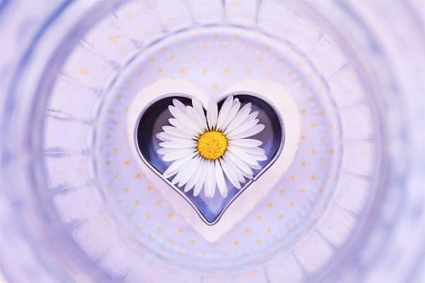 A daisy in a heart-shaped cut-out.