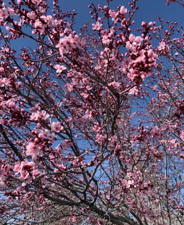 Cherry blossoms against a blue sky.