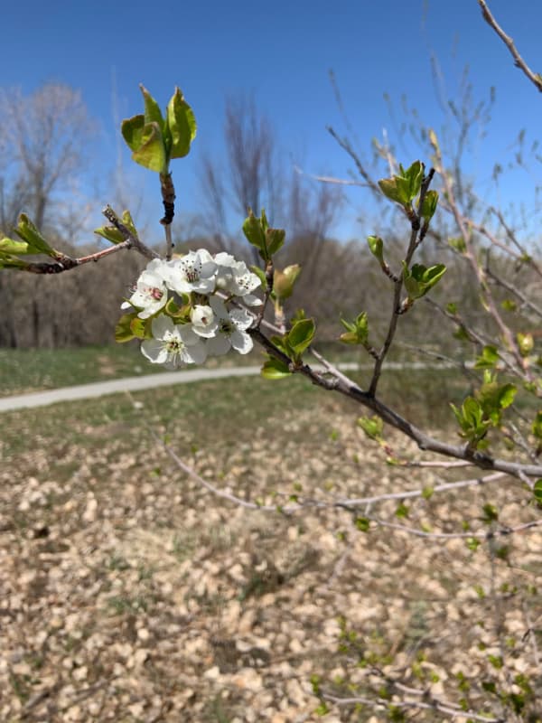 White spring blossom.