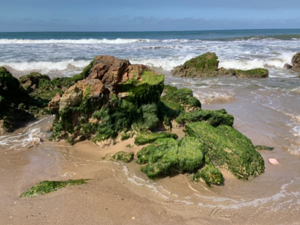 Mossy green rocks with ocean in the background.