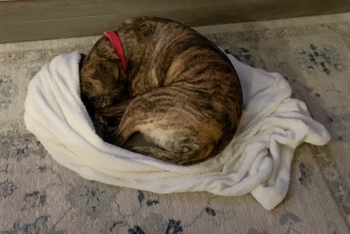 Dog curled up on a blanket.