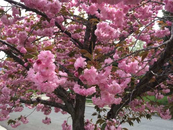A tree with bright pink blossoms.