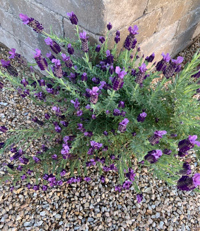 Topped lavender