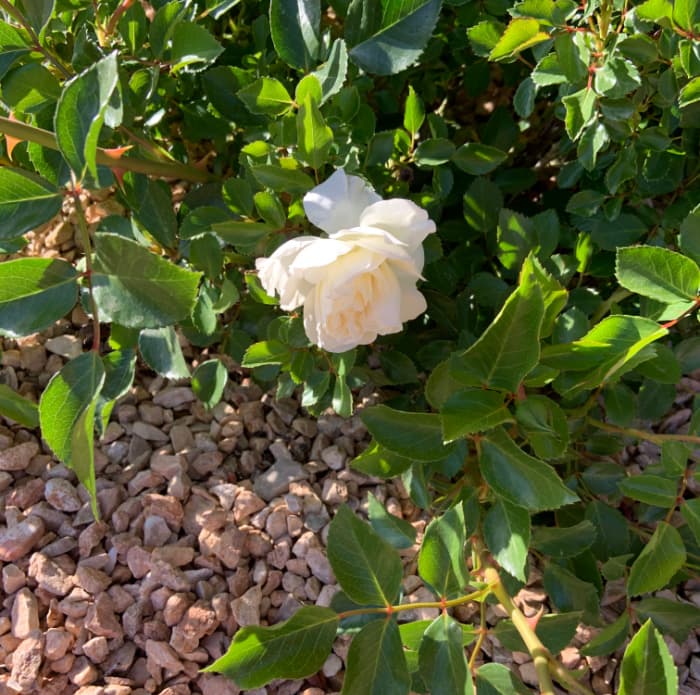 White desert rose.