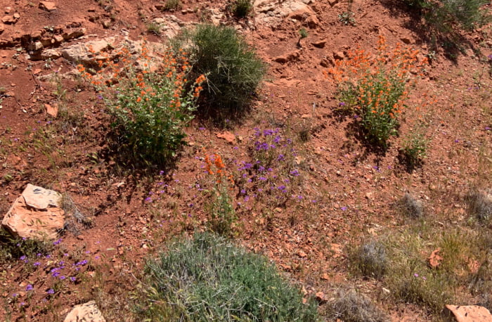 Orange and purple wild flowers in Southern Utah.