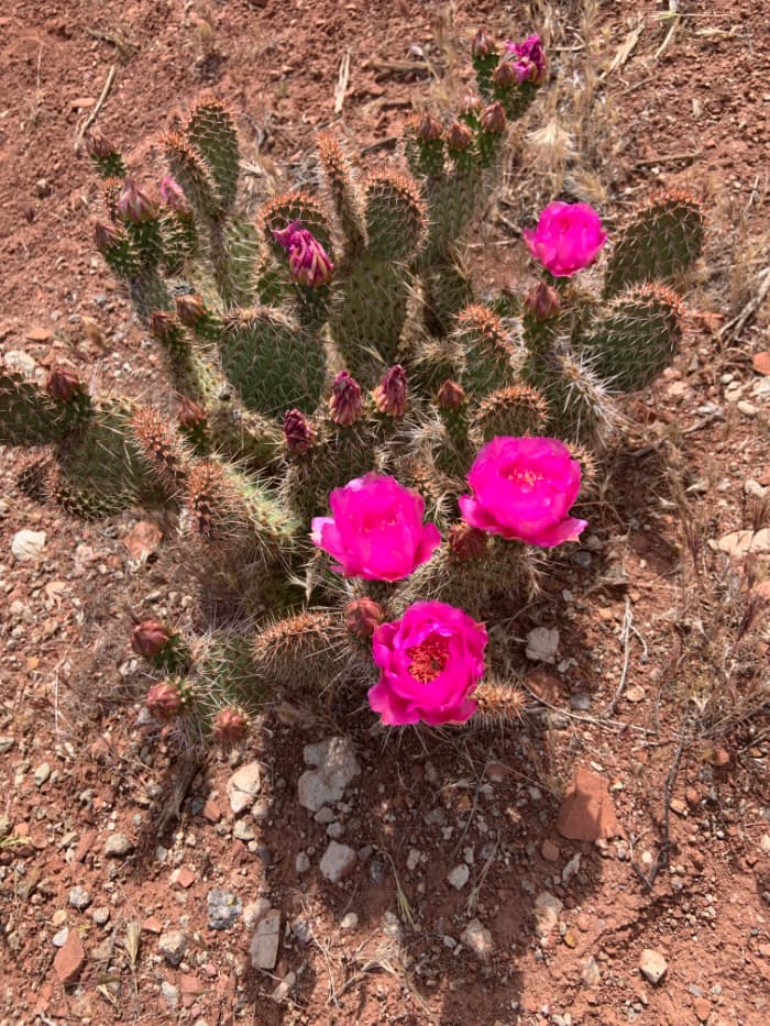 Cactus with pink blossoms.