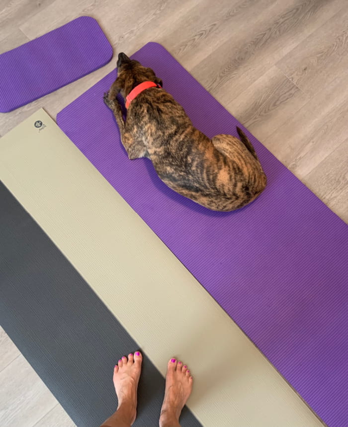 Dog lying on a yoga mat.