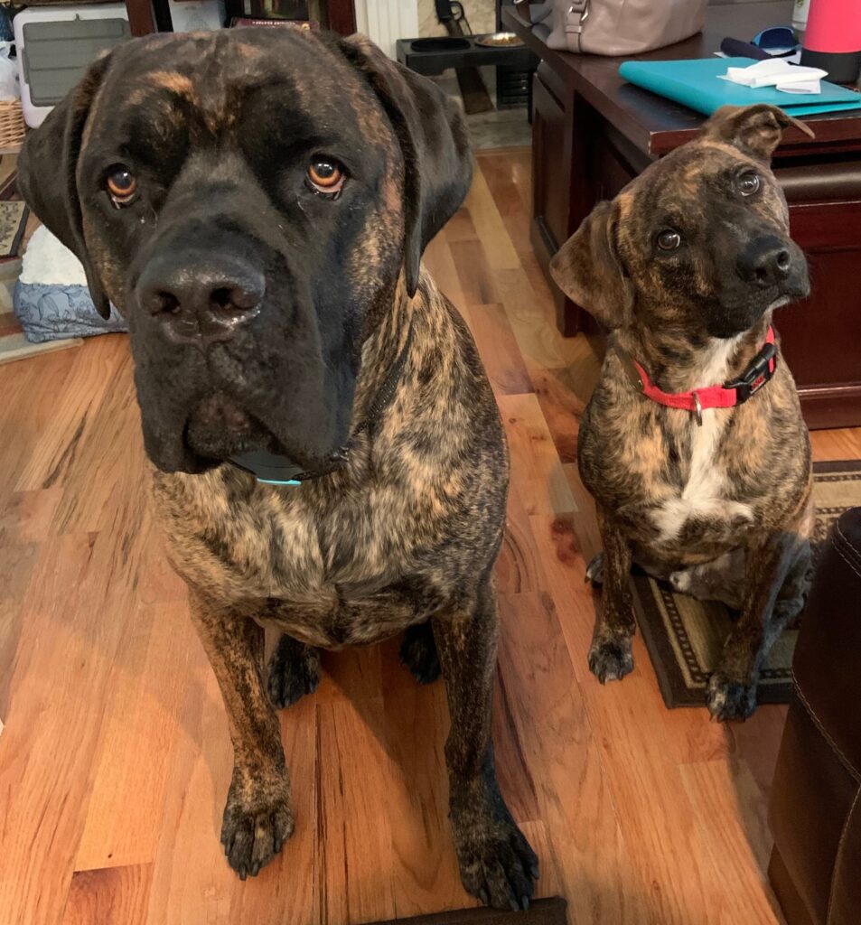 Two brindle-colored dogs.