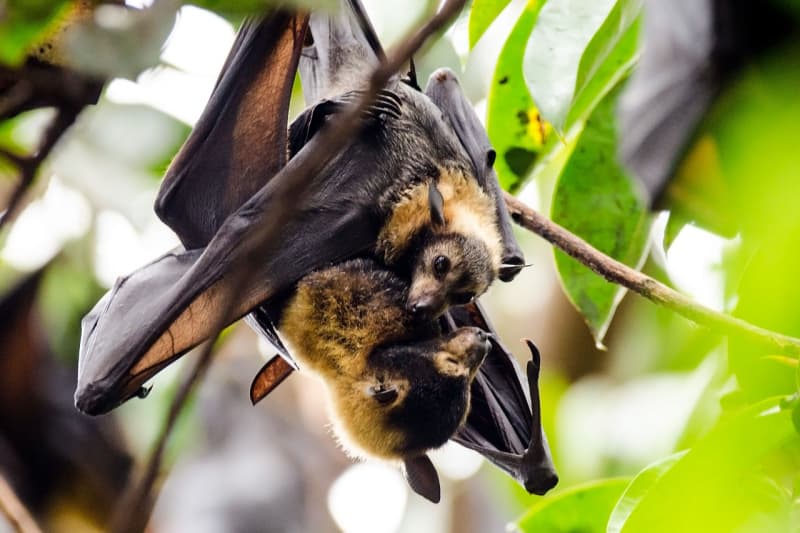 Two bats hanging upside down.
