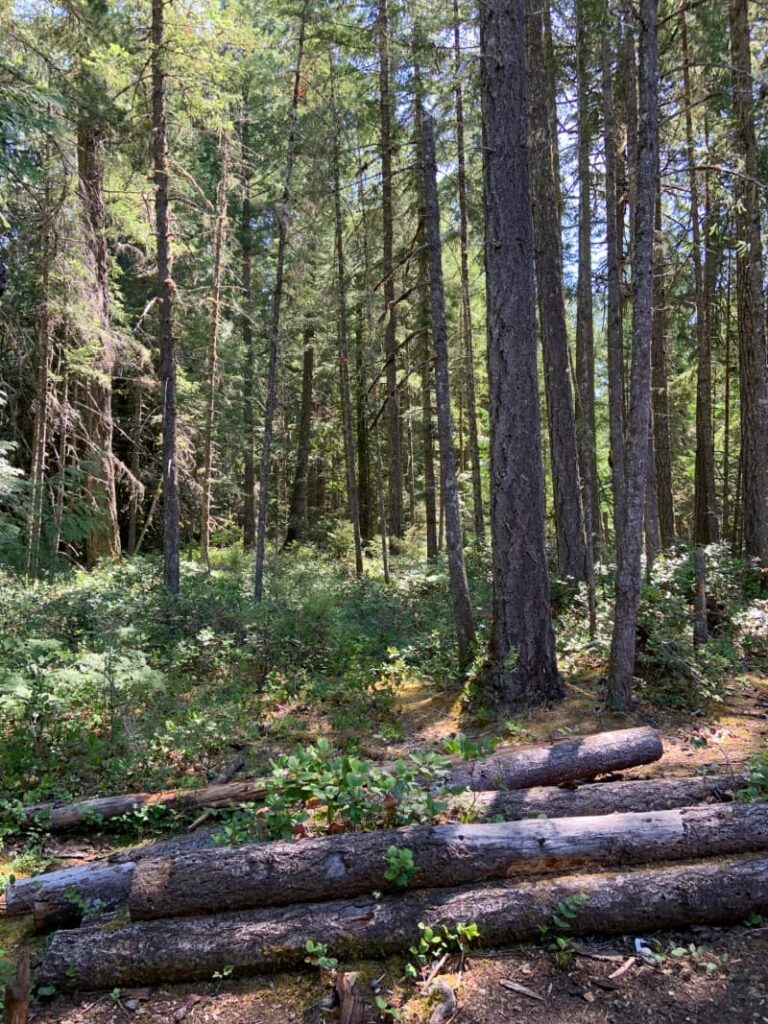 Trees near Kinsol Trestle in British Columbia.