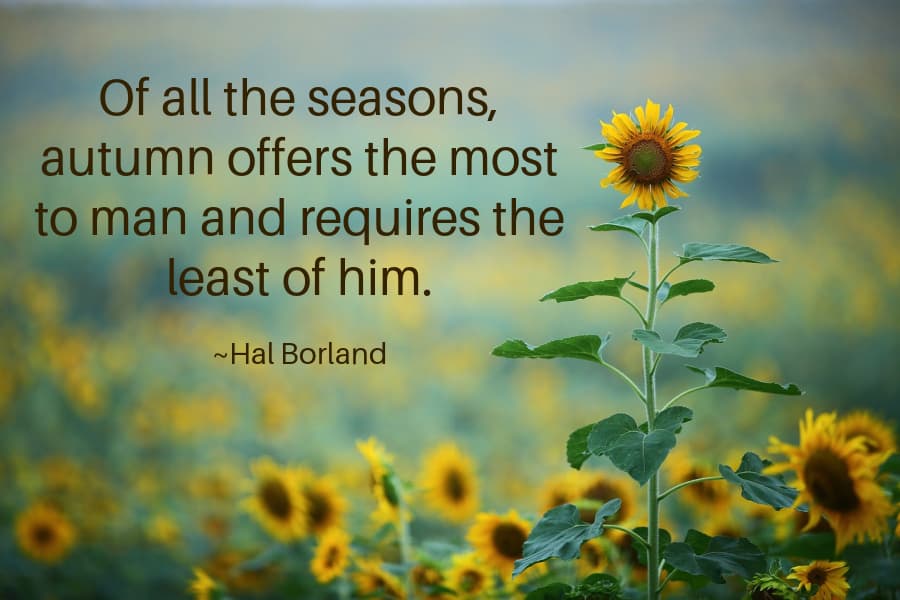 Of all the seasons, autumn offers the most to man and requires the least of him. Hal Borland.