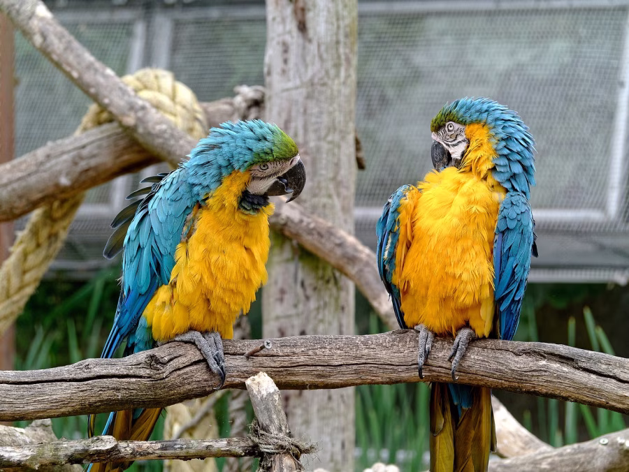 Two parrots on a branch.