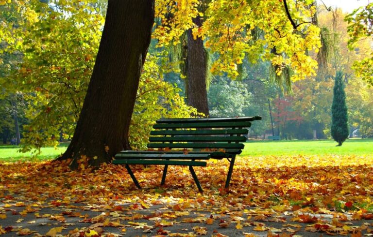 A park bench in the fall leaves.