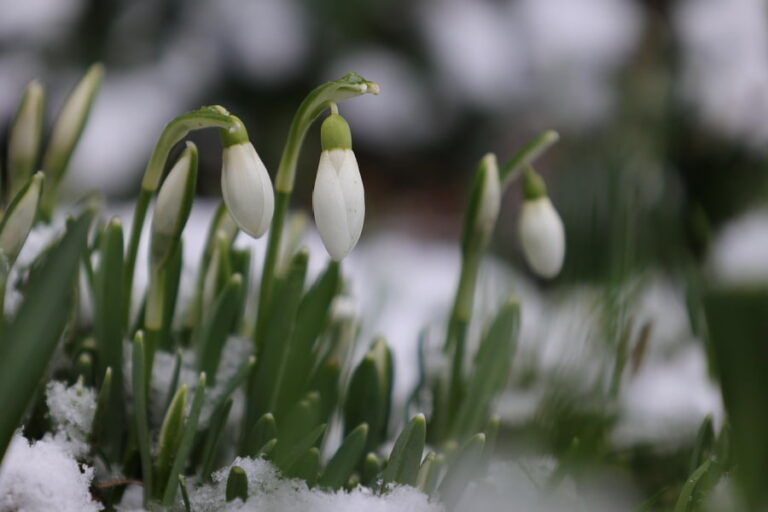 Flowers blooming in the snow.