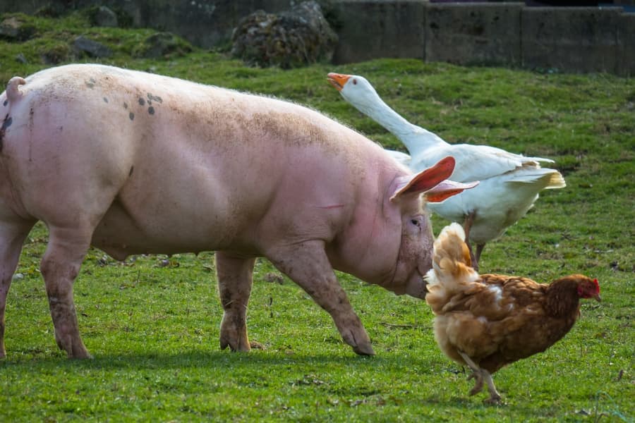 Pig, goose, and chicken in a pasture.