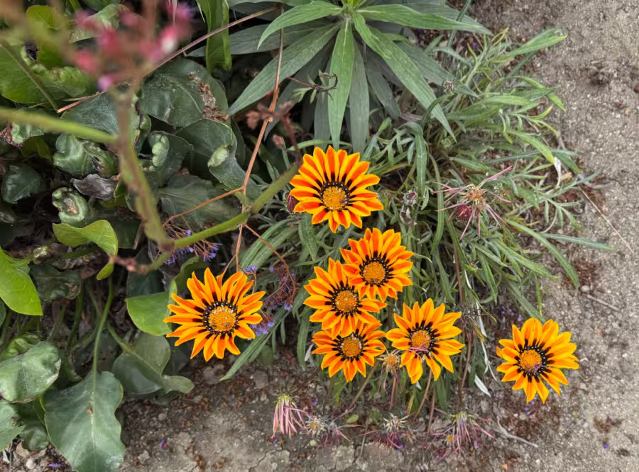 Orange and yellow Treasure Flowers.