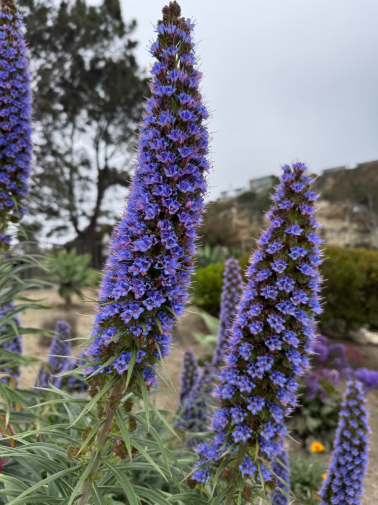 Pride of Madeira flowers.