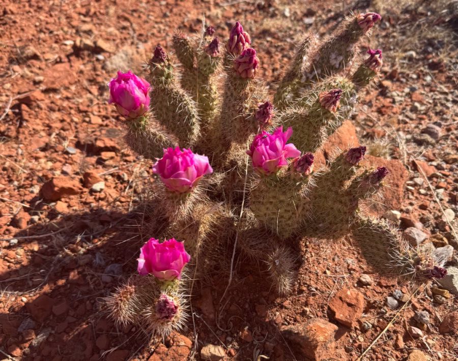 Cactus with pink blossoms.