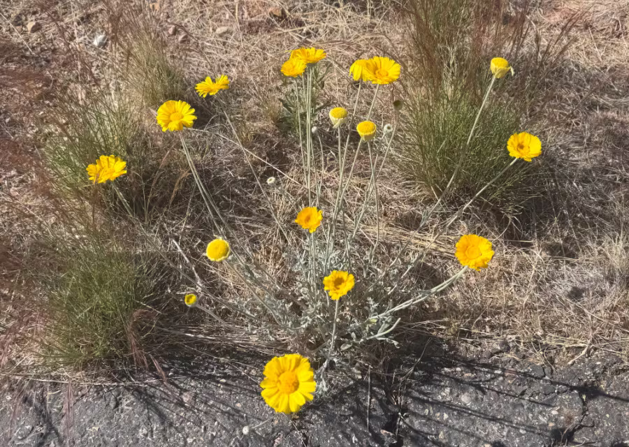 Yellow wild flowers.