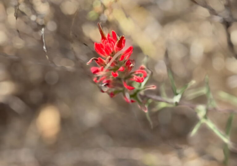 Red blossom.