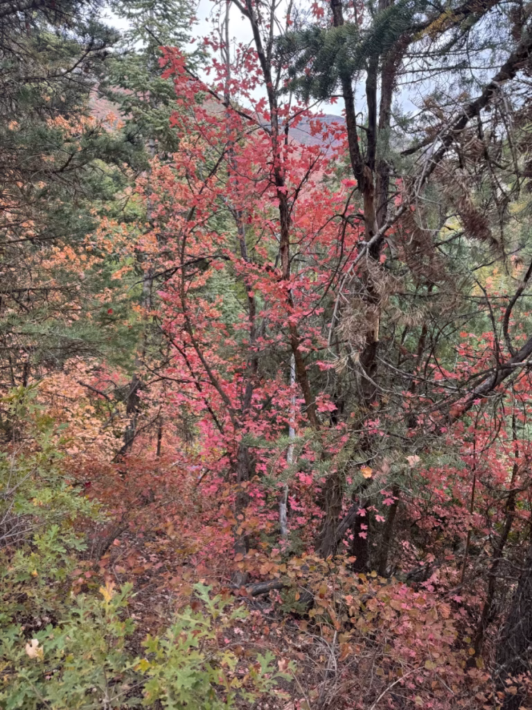 Fall leaves.