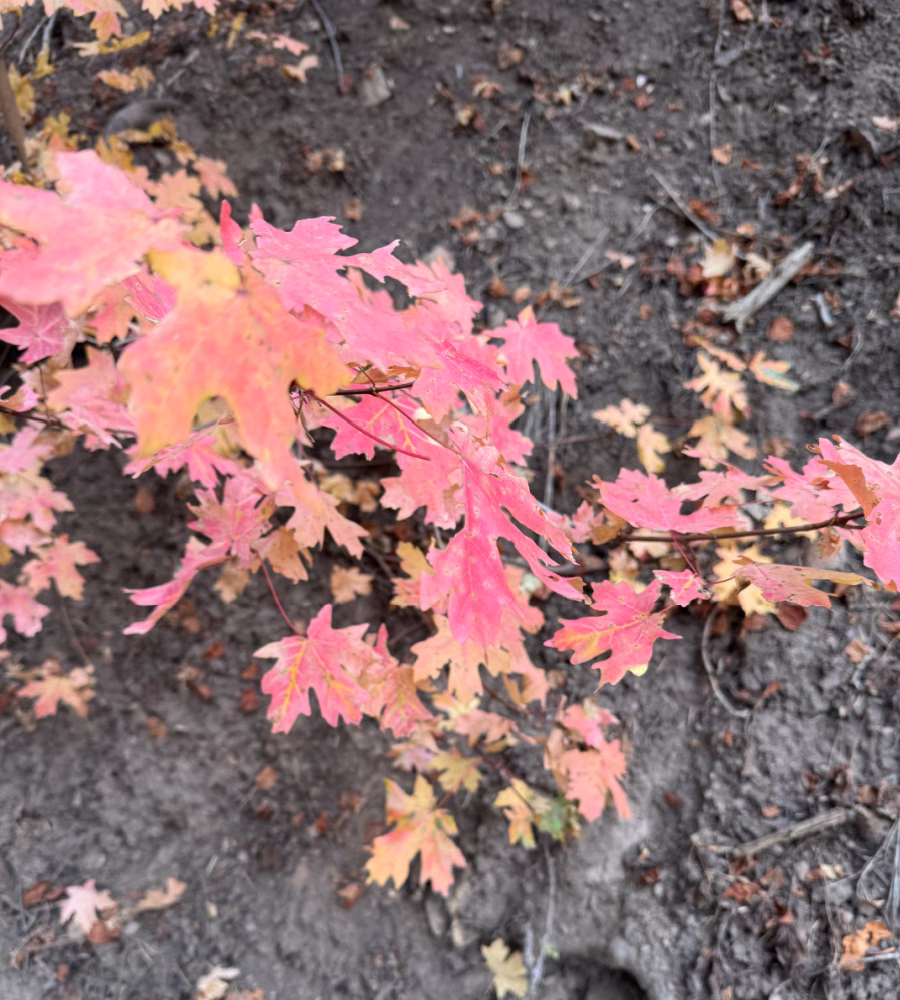 Fall leaves.