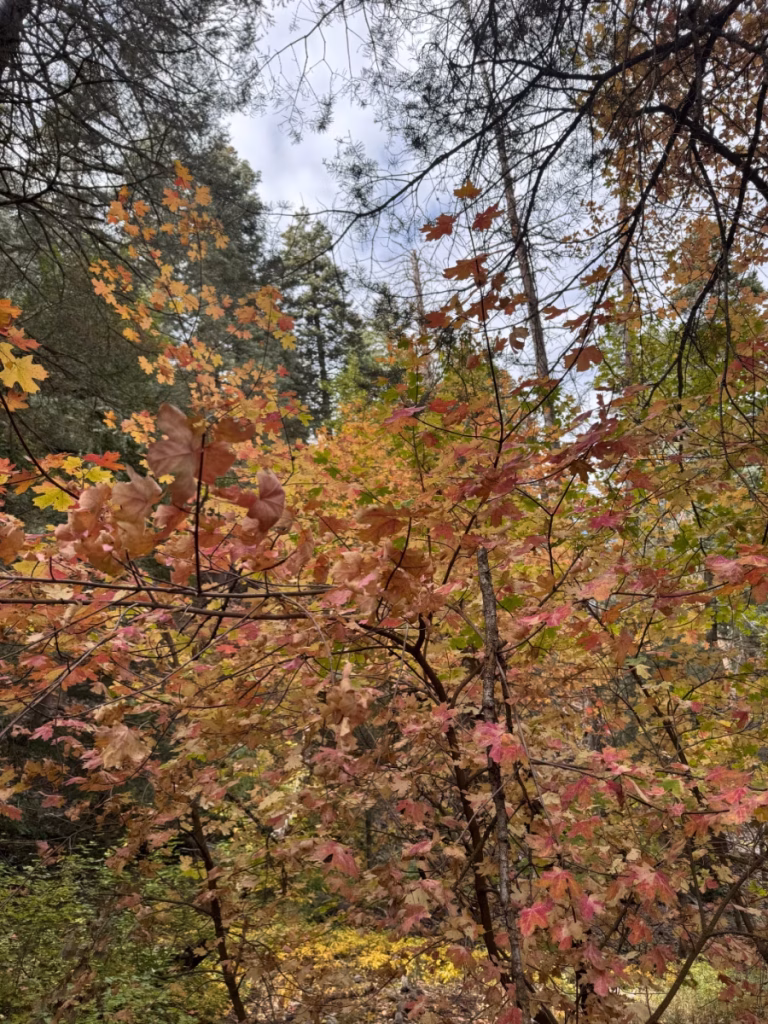 Fall leaves.