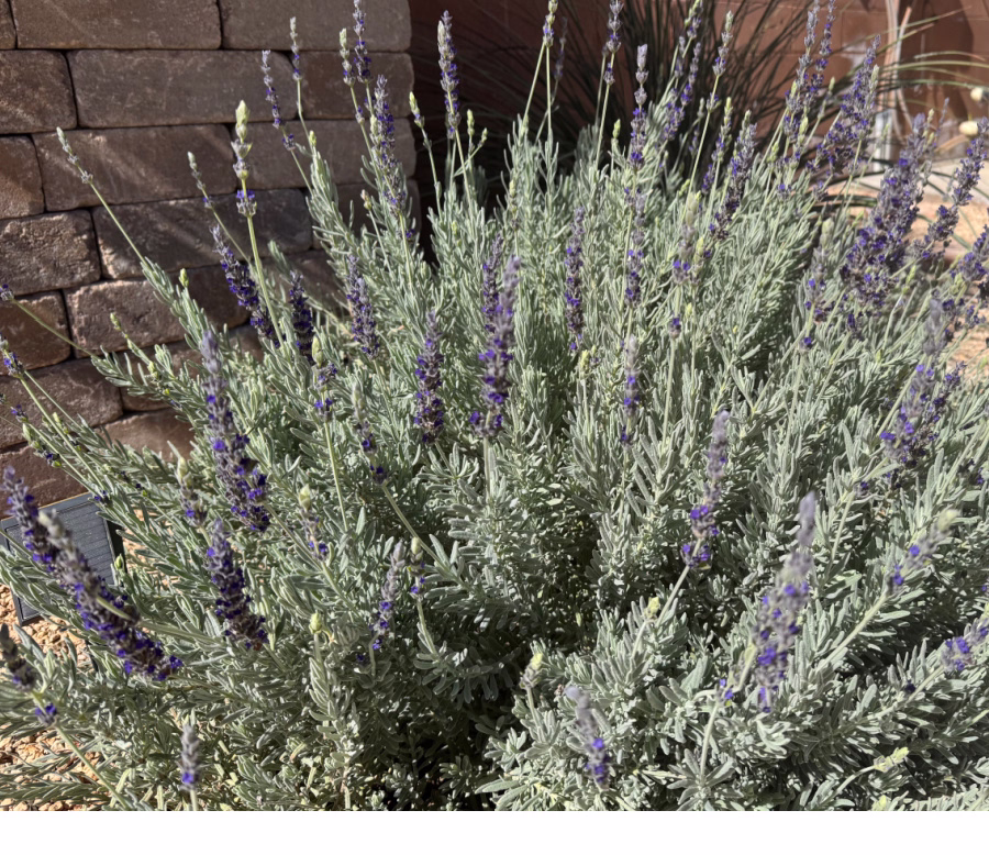 Lavender plant.
