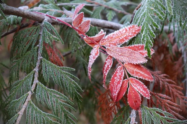 Fall leaves with frost on them.