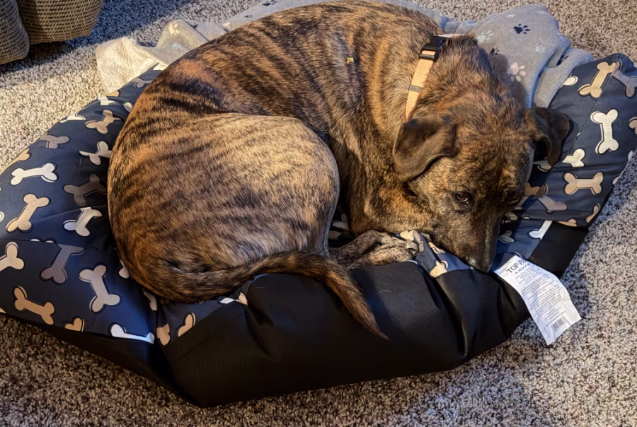 A dog lying on his bed.