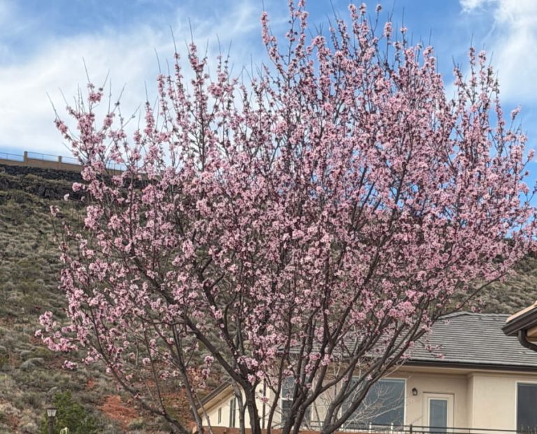 Spring blossoms.