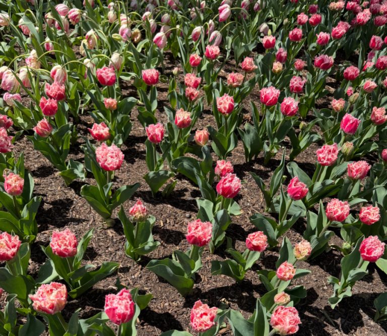 Pink and white tulips.
