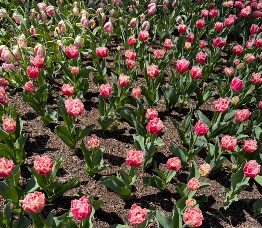 Pink and white tulips.