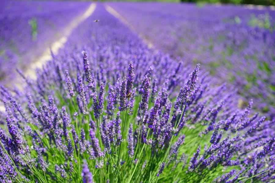 Lavender field.