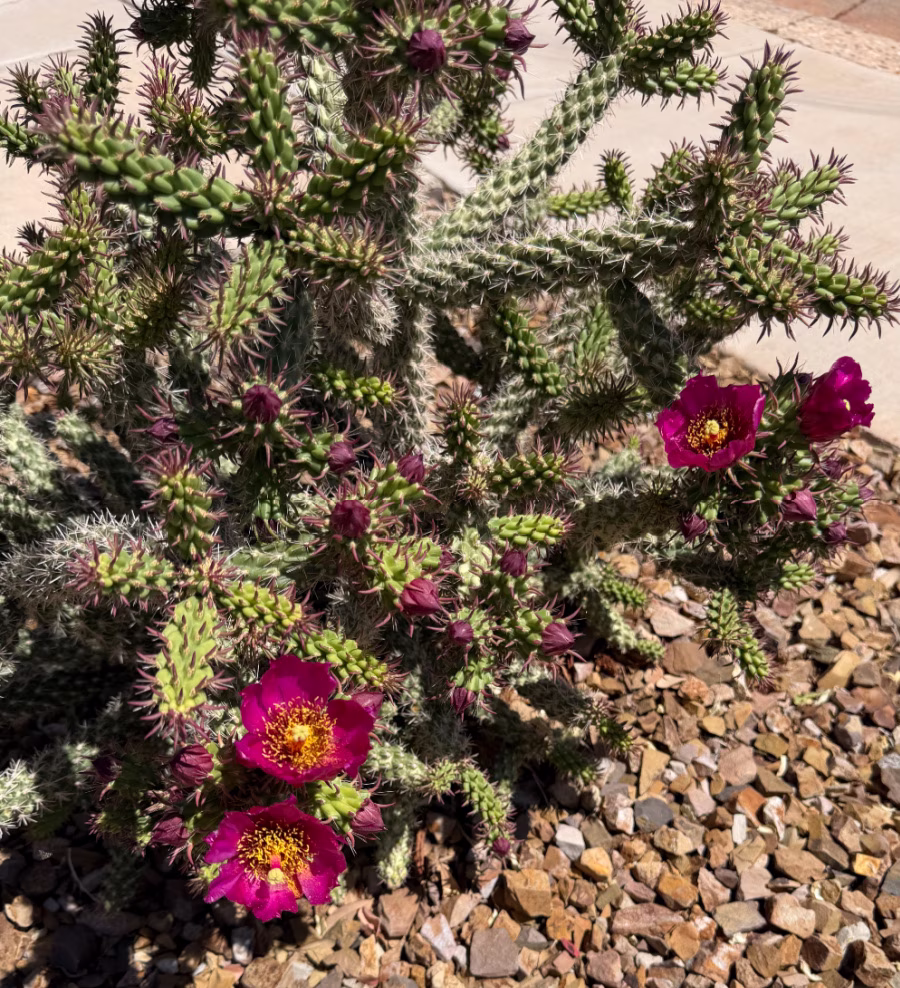 A cactus in bloom.